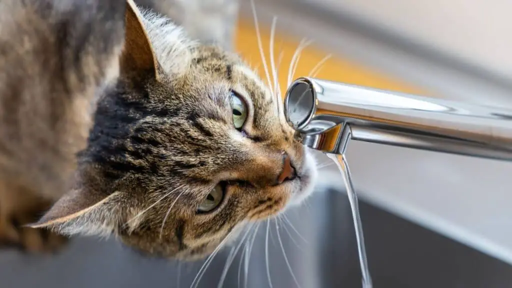 pet water saving tips 1