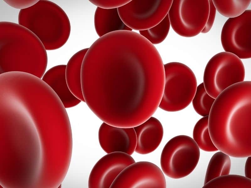 healthy blood cells 1 1