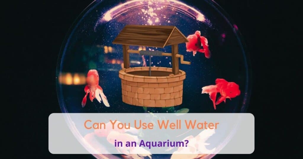 Can You Use Well Water in an Aquaurium?