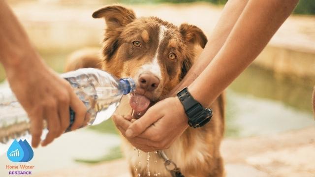 dog drinking bottled water