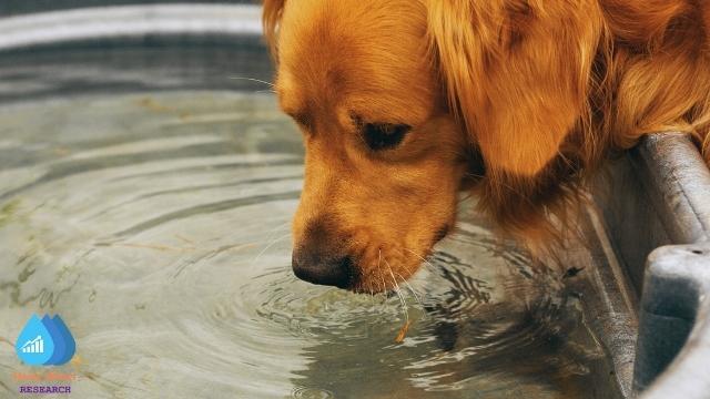 dog drinking well water