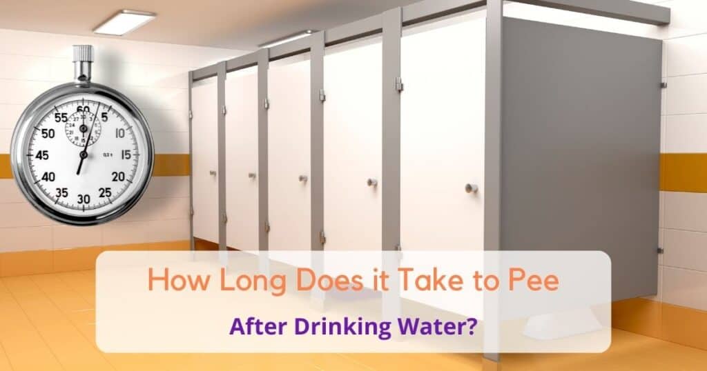How long does it take to pee after drinking water?
