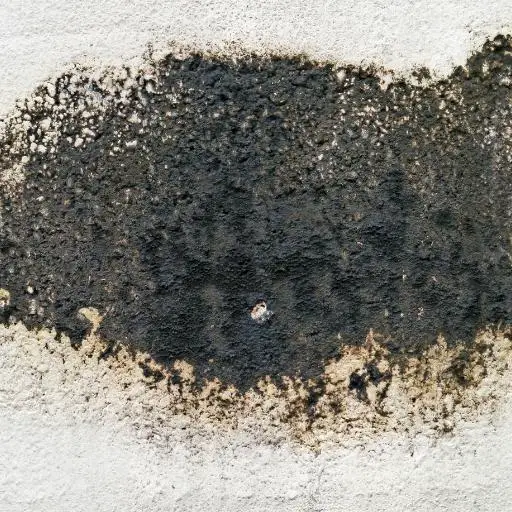 black mold on toilet